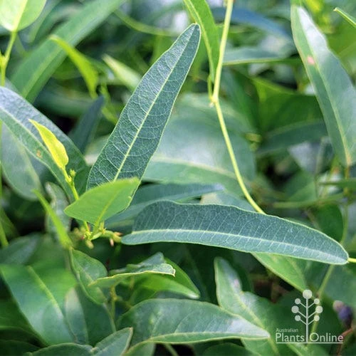 Hardenbergia Snow White - White Coral Pea 10 Hardenbergia Snow White - White Coral Pea - Image 8