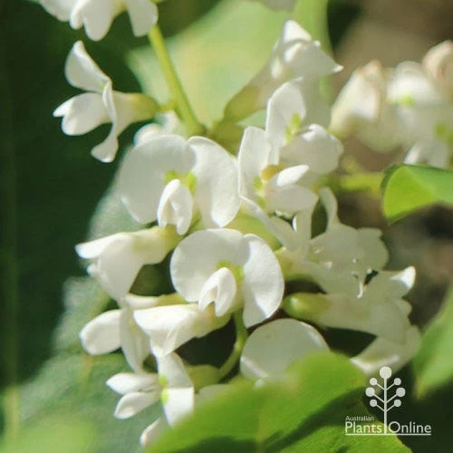 Hardenbergia Snow White - White Coral Pea 5 Hardenbergia Snow White - White Coral Pea - Image 3