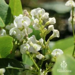 Hardenbergia Snow White - White Coral Pea 16 Hardenbergia Snow White - White Coral Pea -Green Plant Corner apo hardenbergia white flowers2