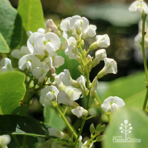 Hardenbergia Snow White - White Coral Pea 7 Hardenbergia Snow White - White Coral Pea - Image 5