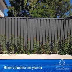 Photinia Thin Red -Green Plant Corner apo helen wheadon photinia