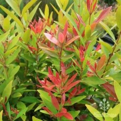 Acmena Hemilampra - Blush Satinash -Green Plant Corner apo hemilampra red green