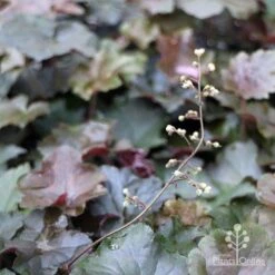 Heuchera Palace Purple - Coral Bells -Green Plant Corner apo heuchera palace purple