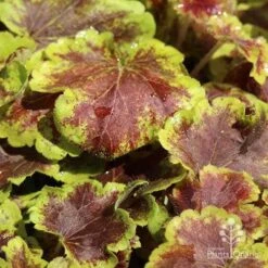 Heucherella Solar Eclipse - Foamy Bells 19 Heucherella Solar Eclipse - Foamy Bells -Green Plant Corner apo heuchera solar eclipse