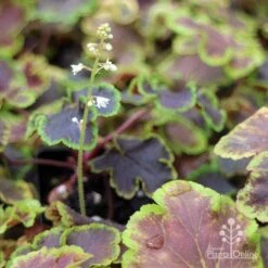 Heucherella Solar Eclipse - Foamy Bells 22 Heucherella Solar Eclipse - Foamy Bells -Green Plant Corner apo heuchera solar eclipse dark