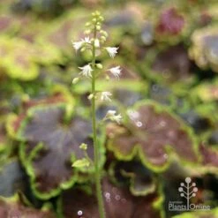 Heucherella Solar Eclipse - Foamy Bells 16 Heucherella Solar Eclipse - Foamy Bells -Green Plant Corner apo heuchera solar eclipse flowers 1