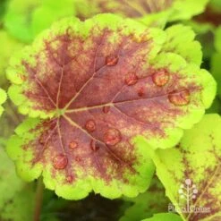 Heucherella Solar Eclipse - Foamy Bells 21 Heucherella Solar Eclipse - Foamy Bells -Green Plant Corner apo heuchera solar eclipse leaf