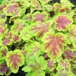 Heucherella Solar Eclipse - Foamy Bells 25 Heucherella Solar Eclipse - Foamy Bells -Green Plant Corner apo heuchera solar eclipse plants