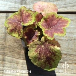 Heucherella Solar Eclipse - Foamy Bells 17 Heucherella Solar Eclipse - Foamy Bells -Green Plant Corner apo heuchera solar eclipse tubestock top winter