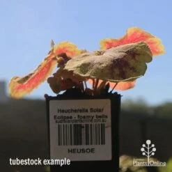 Heucherella Solar Eclipse - Foamy Bells 20 Heucherella Solar Eclipse - Foamy Bells -Green Plant Corner apo heuchera solar eclipse tubestock winter