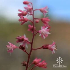 Heucherella Tapestry - Foamy Bells -Green Plant Corner apo heucherella tapestry flowers 2 1