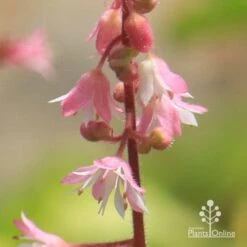 Heucherella Tapestry - Foamy Bells -Green Plant Corner apo heucherella tapestry flowers closeup 1