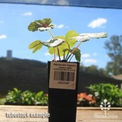 Heucherella Tapestry - Foamy Bells -Green Plant Corner apo heucherella tapestry tubestock 1