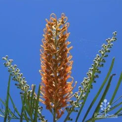 Grevillea Honey Gem -Green Plant Corner apo honey gem flower blue sky