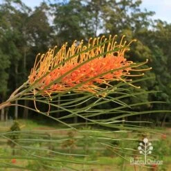 Grevillea Honey Gem -Green Plant Corner apo honey gem grevillea flower crisp