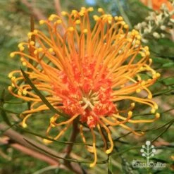 Grevillea Honey Gem -Green Plant Corner apo honey gem grevillea flower full open