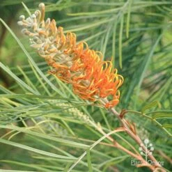 Grevillea Honey Gem -Green Plant Corner apo honey gem grevillea flowerbud