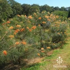 Grevillea Honey Gem -Green Plant Corner apo honey gem grevilleas in paddock