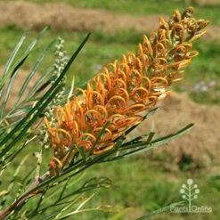 Grevillea Honey Gem -Green Plant Corner apo honey gem nursery flower