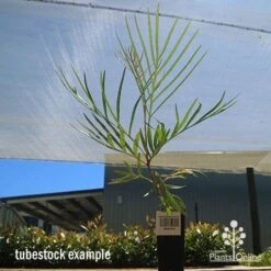 Grevillea Honey Gem -Green Plant Corner apo honey gem tubestock large