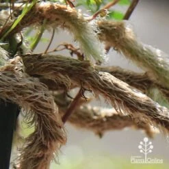 Humata - Rabbit's Foot Fern 23 Humata - Rabbit's Foot Fern -Green Plant Corner apo humata fern aerial roots close