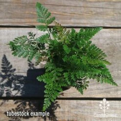 Humata - Rabbit's Foot Fern 24 Humata - Rabbit's Foot Fern -Green Plant Corner apo humata fern tubestock