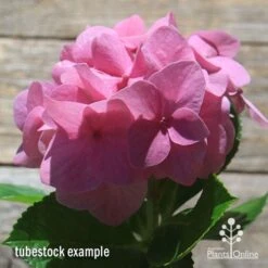 Hydrangea Alpengluhen -Green Plant Corner apo hydrangea alpengluhen flower