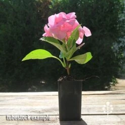 Hydrangea Alpengluhen -Green Plant Corner apo hydrangea alpengluhen tubestock