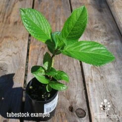 Hydrangea Jogasaki - Fireworks Hydrangea -Green Plant Corner apo hydrangea fireworks tubestock