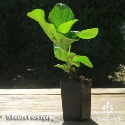 Hydrangea Assorted 13 Hydrangea Assorted -Green Plant Corner apo hydrangea macrophylla tubestock