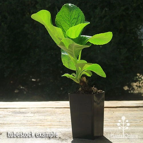 Hydrangea Assorted 6 Hydrangea Assorted - Image 4