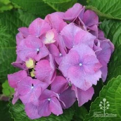 Hydrangea Assorted 15 Hydrangea Assorted -Green Plant Corner apo hydrangea purple nursery