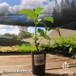 Hydrangea President R Touchard -Green Plant Corner apo hydrangea touchard tubestock