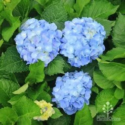 Hydrangea Assorted 17 Hydrangea Assorted -Green Plant Corner apo hydrangeas nursery