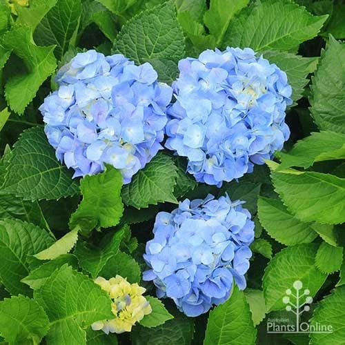 Hydrangea Assorted 10 Hydrangea Assorted - Image 8