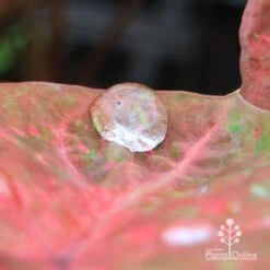 Caladium Raspberry Ripple - Angel Wings 25 Caladium Raspberry Ripple - Angel Wings -Green Plant Corner apo hydrophobic caladium leaf