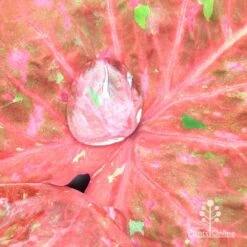Caladium Raspberry Ripple - Angel Wings 30 Caladium Raspberry Ripple - Angel Wings -Green Plant Corner apo hydrophobic caladium leaf2