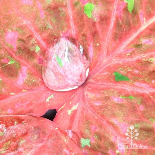 Caladium Raspberry Ripple - Angel Wings 13 Caladium Raspberry Ripple - Angel Wings - Image 11