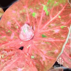 Caladium Raspberry Ripple - Angel Wings 37 Caladium Raspberry Ripple - Angel Wings -Green Plant Corner apo hydrophobic caladium leaf3