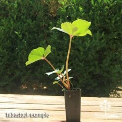 Hellebore Ice Breaker Max - Winter Rose 9 Hellebore Ice Breaker Max - Winter Rose -Green Plant Corner apo icebreaker max hellebore tubestock