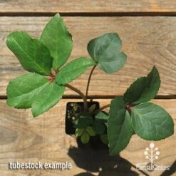 Hellebore Ice Breaker Max - Winter Rose -Green Plant Corner apo icebreaker max hellebore tubestock top 1