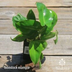 Philodendron Imbe 17 Philodendron Imbe -Green Plant Corner apo imbe philodendron tubestock top