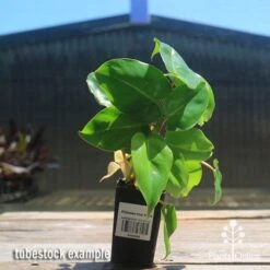 Philodendron Imbe 11 Philodendron Imbe -Green Plant Corner apo imbe philodendron tubestock2