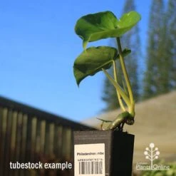 Philodendron Imbe 13 Philodendron Imbe -Green Plant Corner apo imbe tubestock blue sky