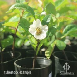 Chaenomeles Nivalis - Japanese Quince -Green Plant Corner apo japanese quince nivalis