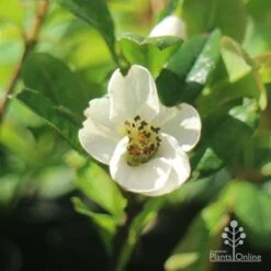 Chaenomeles Nivalis - Japanese Quince -Green Plant Corner apo japanese quince nivalis flower