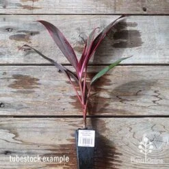 Cordyline Fruticosa John Klass Red -Green Plant Corner apo jkr tubestock