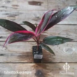 Cordyline Fruticosa John Klass Red -Green Plant Corner apo jkr tubestock above