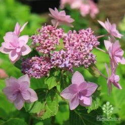 Hydrangea Jogasaki - Fireworks Hydrangea -Green Plant Corner apo jogasaki fireworks hydrangea