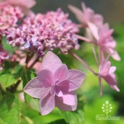 Hydrangea Jogasaki - Fireworks Hydrangea -Green Plant Corner apo jogasaki hydrangea floret